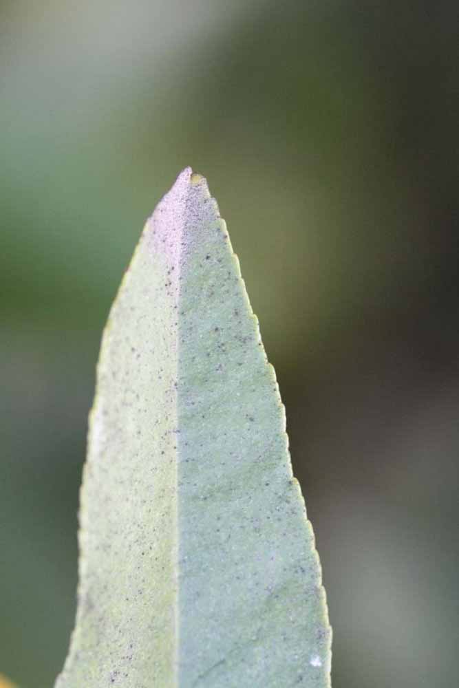              Margin (Riverside, CA)       